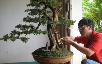 BON SAI – MEKONG DELTA